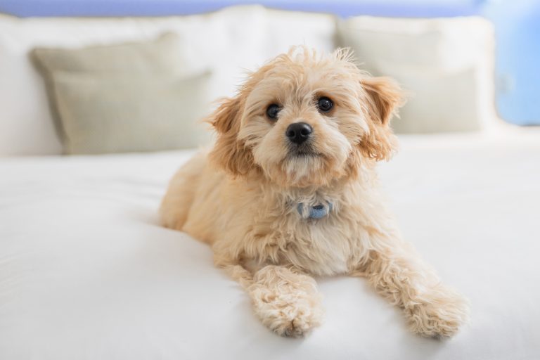 little dog on bed